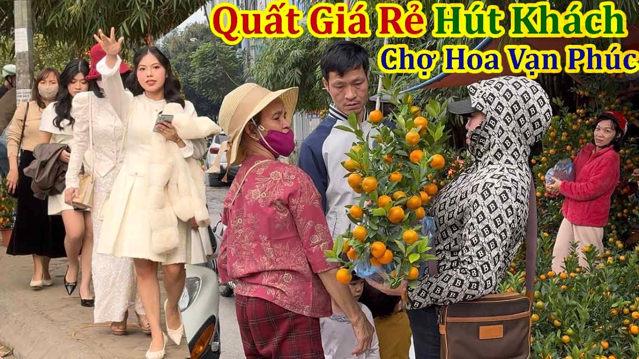 Xuân Bính Ngọ 2026 - Quất Giá Rẻ Hút Khách Chưa Từng Thấy