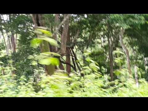 Wayanad Wild Life Sanctuary - Variety of Woods in the wild