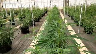 Cannabis Root Zone cooling interim results