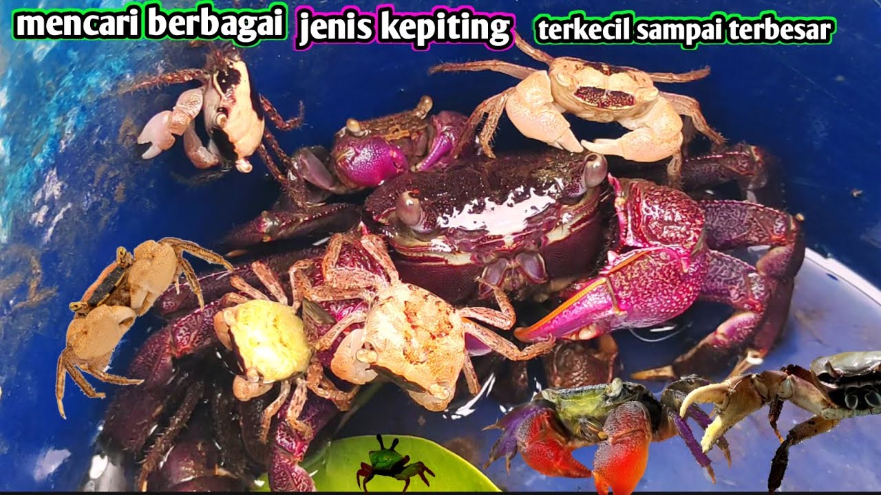 mencari kepiting terkecil sampai terbesar di tepi sungai ini