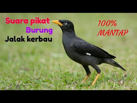 Download Suara  Pikat Burung Jalak Kerbau  Mp3 4 8 MB 