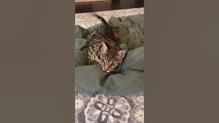 Watch the video about Bengal cat plays in blanket