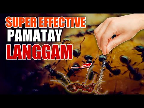 Video: 4 na Paraan upang Mawala ang Mga Scale Insect