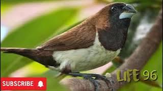 SUARA PIKAT BURUNG EMPRIT SAWAH