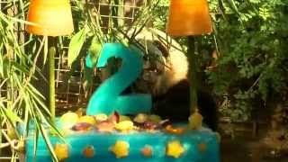 Baby Panda Turns 2 At San Diego Zoo
