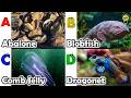 Learn Ocean Animal Names | ABC Sea Animals song | Most Popular Sea Creatures | Alphabets Kids Song