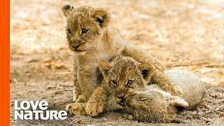 Lioness Surprises Cameraman with 3 Hidden Cubs | Love Nature