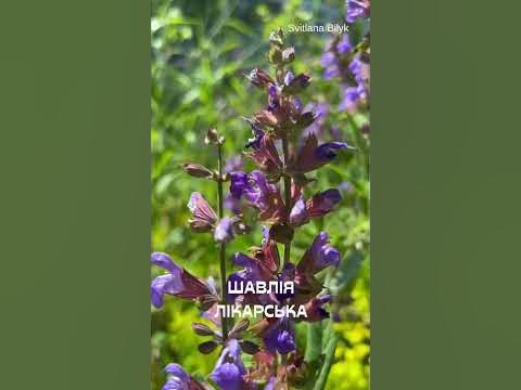 Шавлія лікарська #шавлія #шавліялікарська #світнавколомене # ...