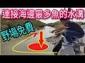 沒看過這麼多魚的水溝!!保證下竿一定有魚!破解秘密在這裡!!