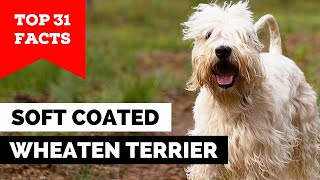 99% of Soft Coated Wheaten Terrier Dog Owners Don't Know This