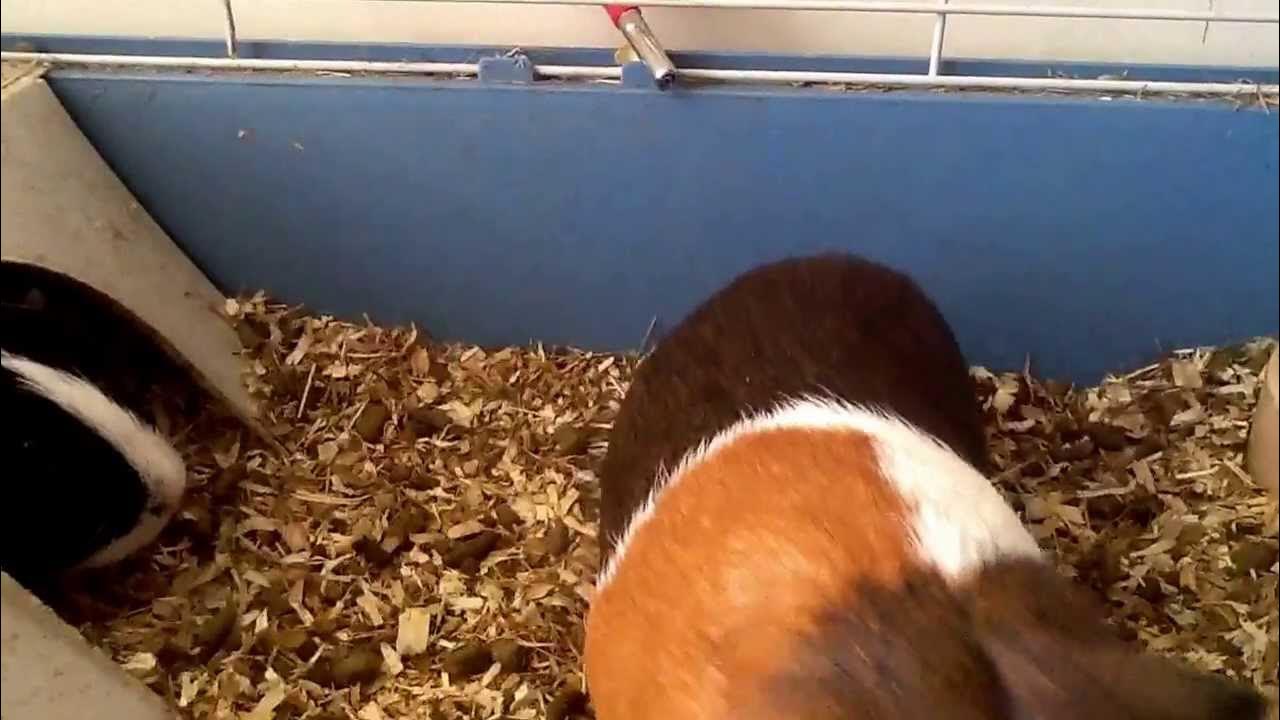Guinea pig has got the hiccups YouTube