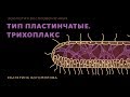 Тип Пластинчатые. Трихоплакс. Зоология беспозвоночных - 6