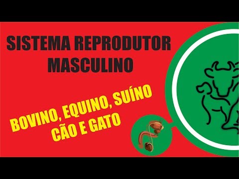 Vídeo: Desordem Reprodutiva Masculina Em Cães Da Pradaria