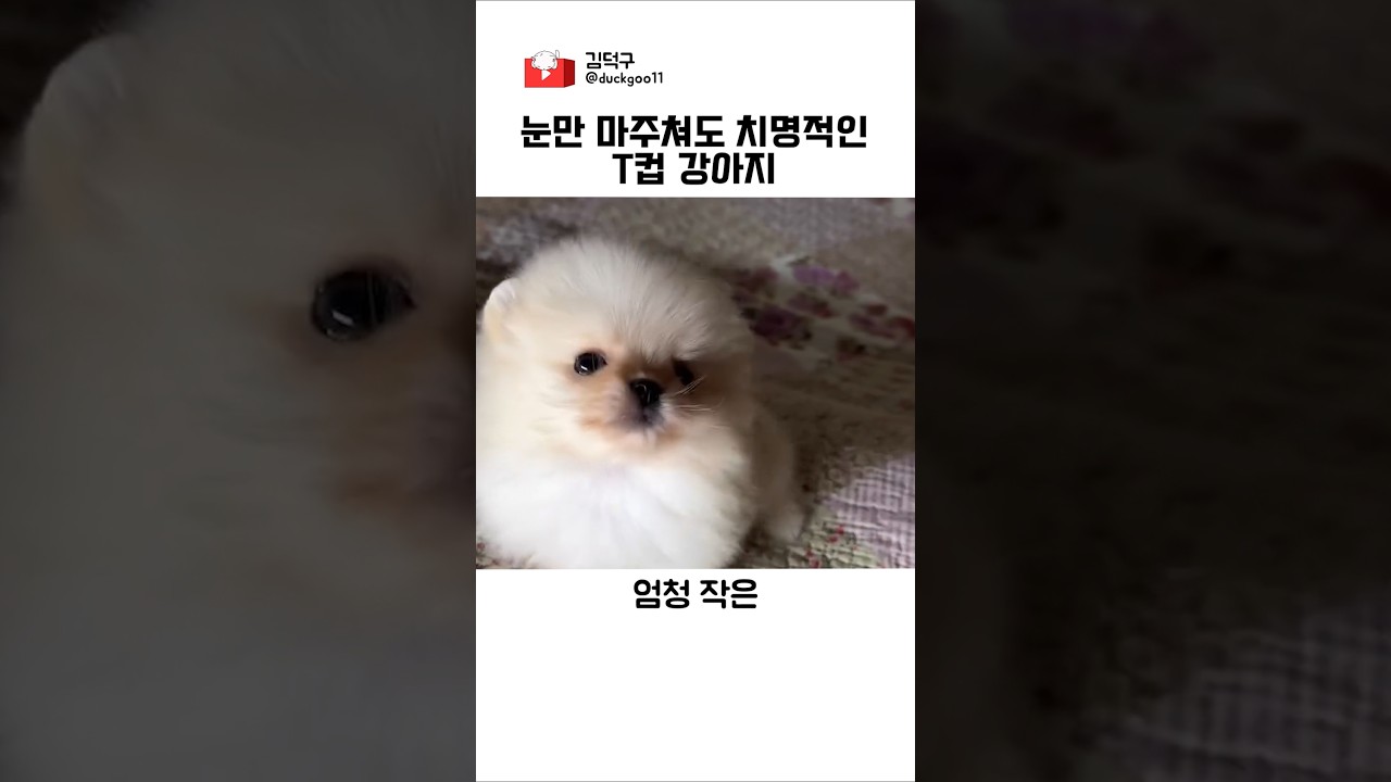 눈만 마주쳐도 치명적인 T컵 강아지