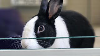 Rabbits 5 Stages of Grief