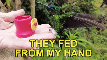 Hand Feeding Hummingbirds in Ecuador