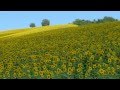 ひまわり（ピアノ）: Loss of Love - Sunflower (Mancini) (Piano)