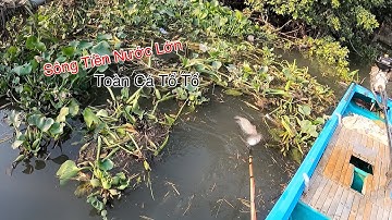 Liều Mình Ra Sông Tiền Xiệt Nước Lớn Hên Toàn Cá Tổ Tổ | Kích Cá Miền Tây | Catch FIsh
