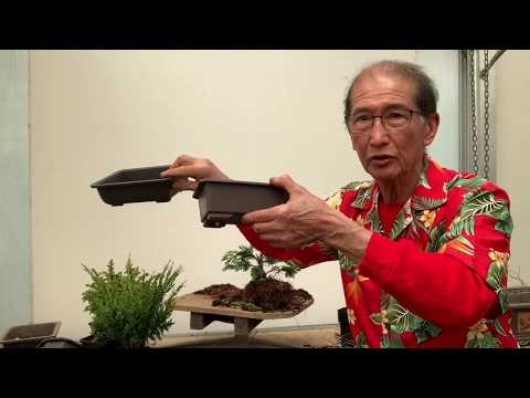 Creating Bonsai from Starter Conifers Hinoki Cypress, Blawws Juniper & Cryptomeria