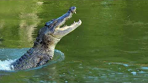 American Model Killed By Crocodile In Australia