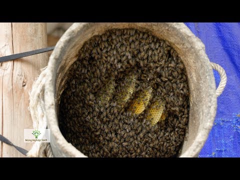 Video: Tự làm tổ ong đứng