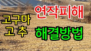 고구마, 고추, 감자 연작장애 원인과 해결방법 #연작장애해결 #연작장애대책 #연작피해방지