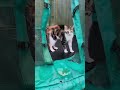 An absolutely adorable cat #catvideos #catshortsのサムネイル