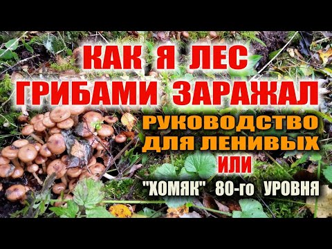 ГРИБЫ ОПЯТА ОСЕННИЕ. Грибница опят - перенос грибницы... или как вырастить свои грибы опята Бушкрафт
