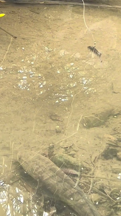 Wauu kalau seperti ini seru sambaran ikan gabus #fishing