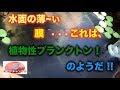 [コンプリート！] めだか 水槽 油膜 187370-メダカ 針子 水槽 油膜