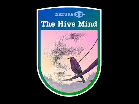 (amsterdam) "Hyve mind" Nature 2.0 Meetup on blockchain/ai