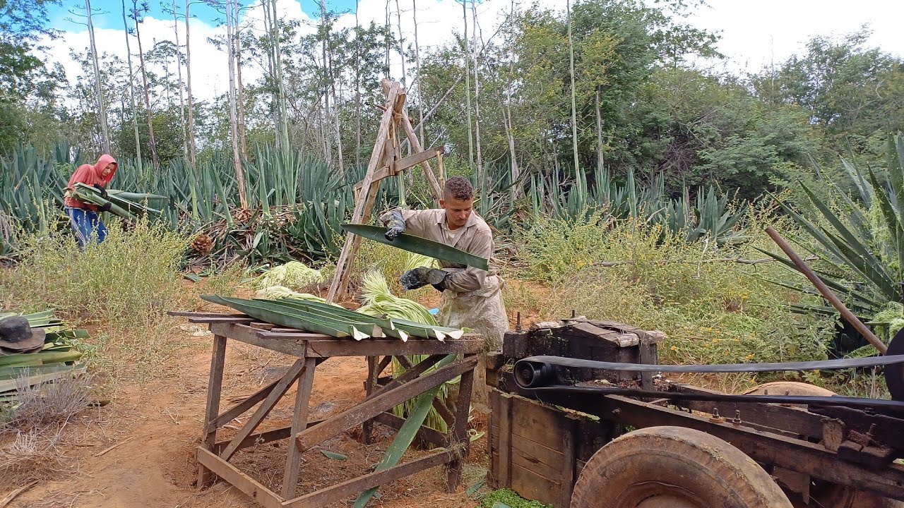 motor de sisal; trabalho  duro e braçal um meio de sobrevivência para os sertanejos