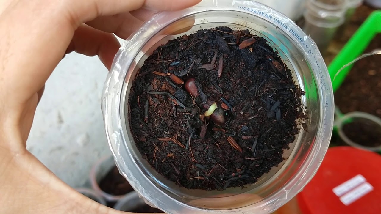 Menanam Kurma 