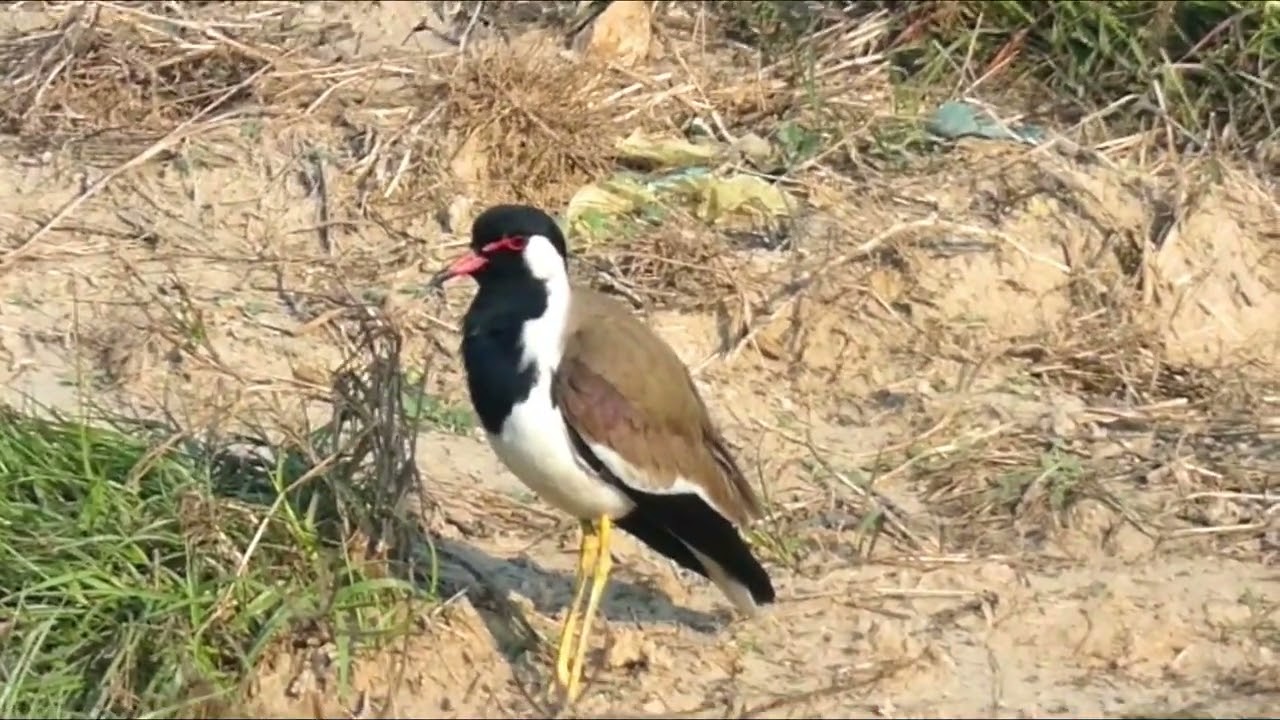 Red-wattled lapwing (Vanellus indicus) - Asian Lapwing - Large plover