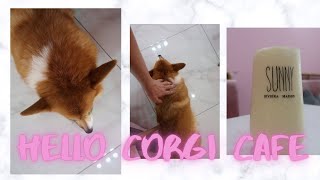 I ❤️ HELLO CORGI, SHANGHAI ~ DOG CAFE. 