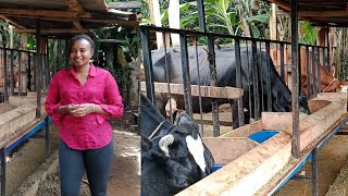 DAIRY FARMING IN KENYA:How to start a successful dairy farm in Kenya.tips on how start a dairy farm.