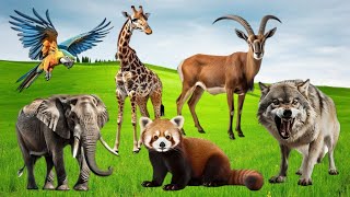 Wild Animal Sounds Around Us: Leopard, Antelope, Owl, Hippo, Snake, Panda, Fox, Wolf...