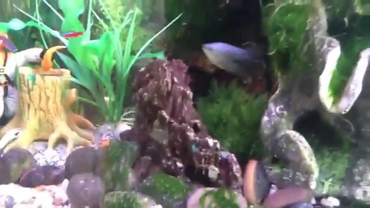Java moss tank beginner