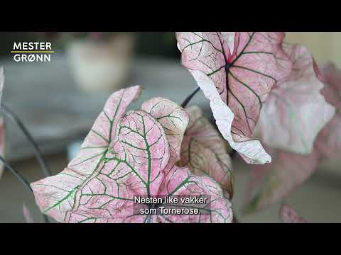 Video: Hvordan dyrke begonia fra en knoll og ikke bare