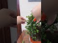 #plantingtips #bonsai #gardeningknowledge #doublesunflower #recycling #garden