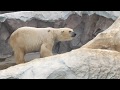 上野動物園! 有甚麼動物？？ 上野動物園超好玩