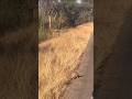 Pangolin walking on the road #music #edm #pangolin #endangered #wildlife #safari #kruger #animals