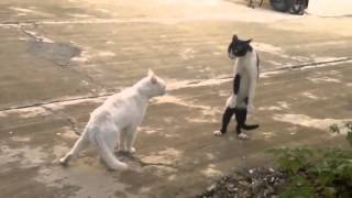 Коты шалят Коты шалят