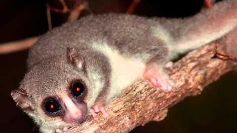 Could humans HIBERNATE on their way to Mars