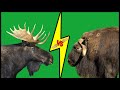 MOOSE vs MUSKOX Who Would Win?