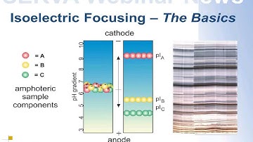 SERVA Webinar: Isoelectric Focusing  - The Basics (English)