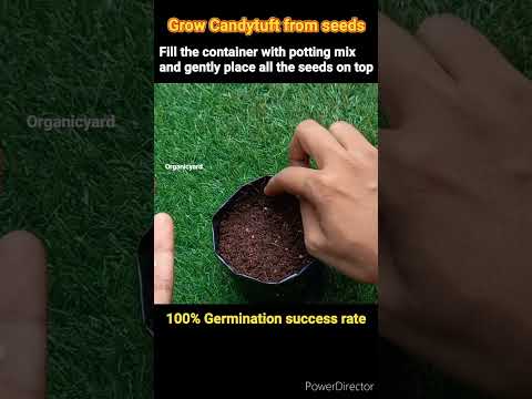 וִידֵאוֹ: צמח Candytuft: How To Grow Candytuft