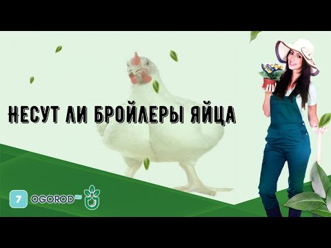 Несутся ли бройлеры в домашних условиях