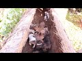 Rescue 8 poor puppies living in the trunk of a coconut tree when their mother is gone