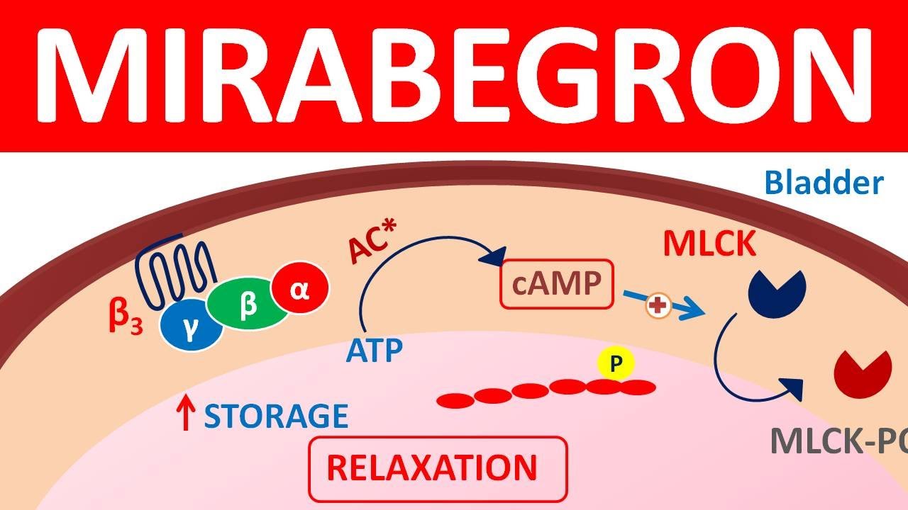 Mirabegron extended release tablets 50 mg || Mechanism, precautions, side effects